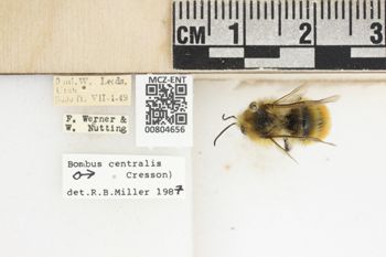 Media type: image;   Entomology 804656 Aspect: labels